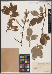 Foto von Salix caprea L.